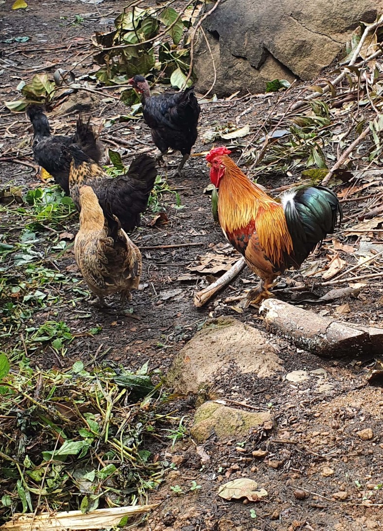 Free range chicken