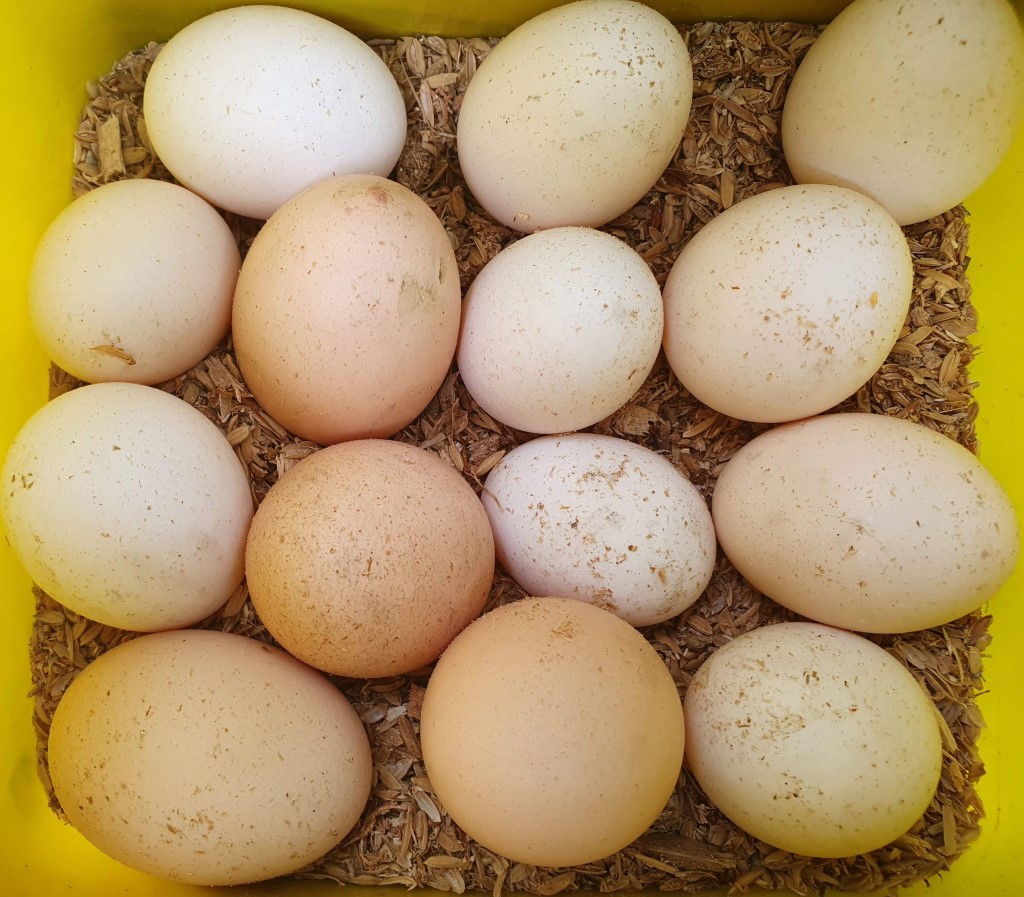 Container of organically farmed eggs