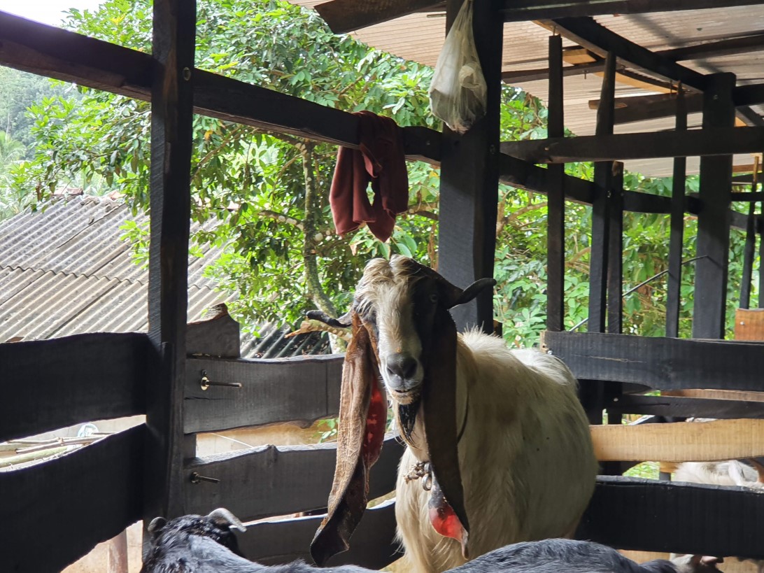 Free range goat