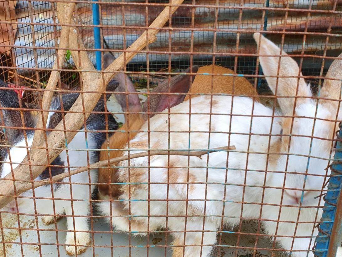 Rabbit at the farm