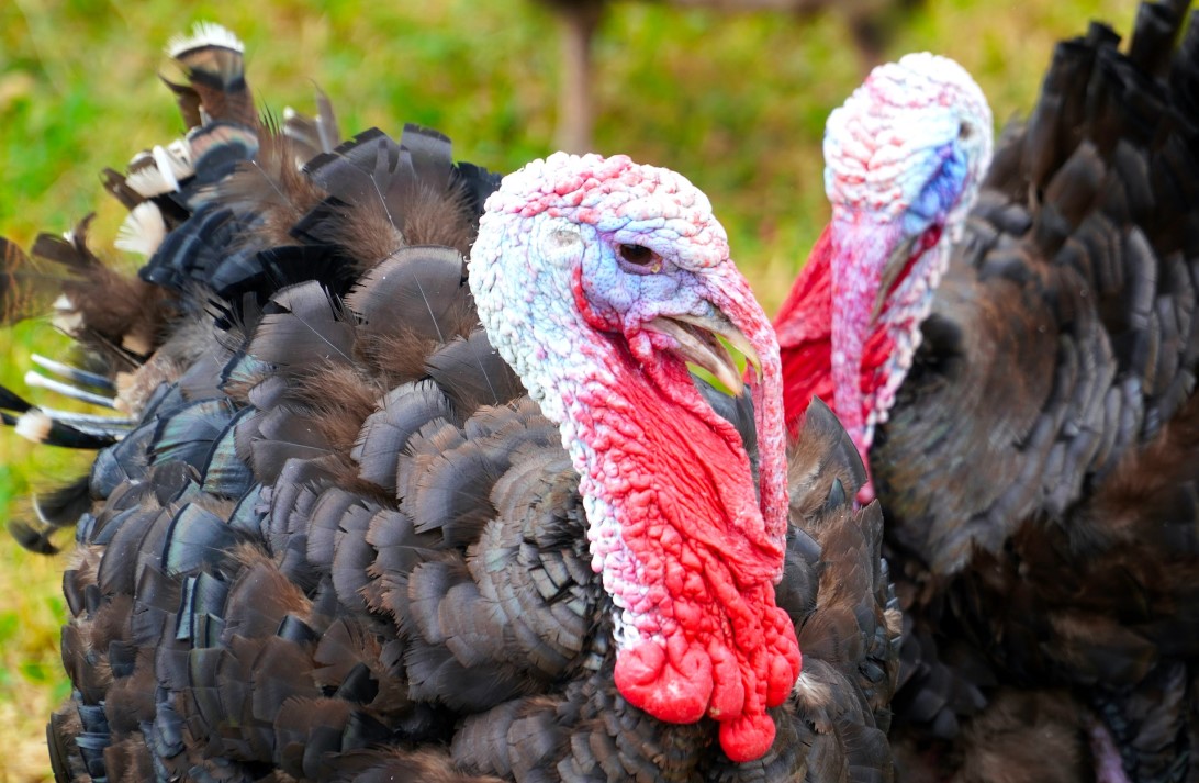 Turkey at the farm